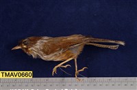 藏品(紋翼畫眉)的圖片